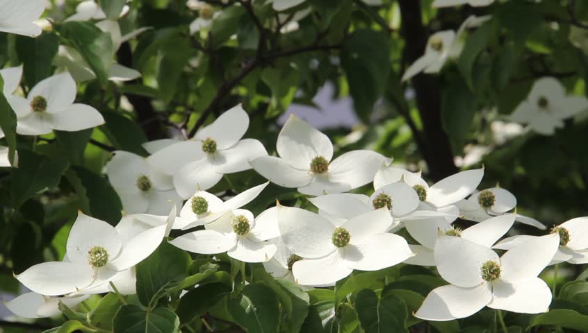 Header of Comus