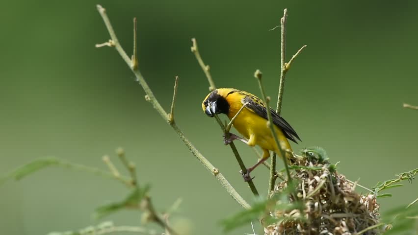 Golden asian arowanatures — pic 10