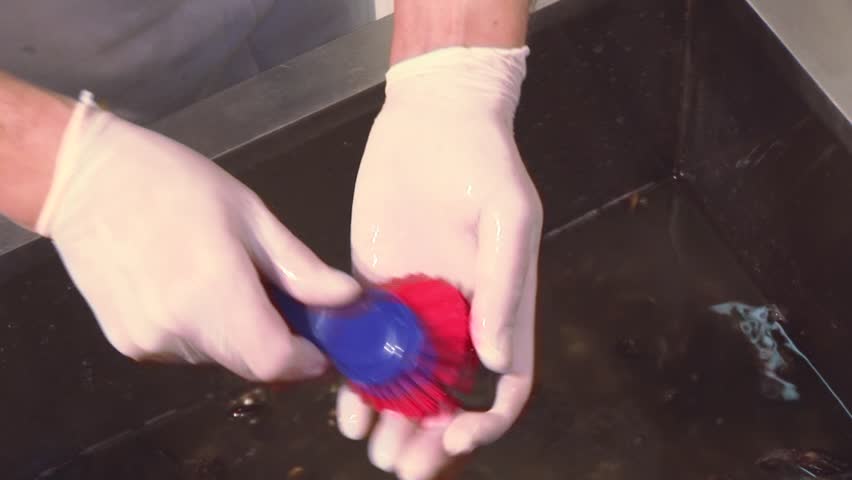 Restaurant Kitchen Gloves cook in gloves scrubbing raw mussels in sinkknife. colander Restaurant Kitchen Gloves cook in gloves scrubbing raw mussels in sinkknife. colander
