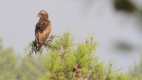 Short toed eagle standing on a branch
Beautiful shot of Short toed eagle standing on a branch