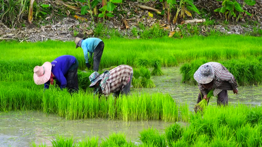 Asian Farmer Transplant Rice Seedlings In Rice Field Farmland,Farmers ...