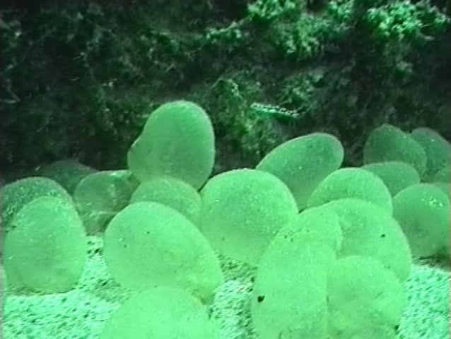 Header of lobworm