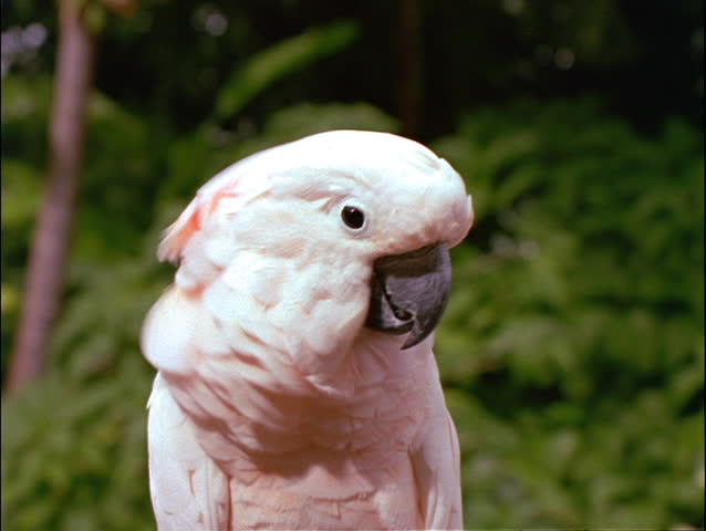 pink cockatoo price pink cockatoo price