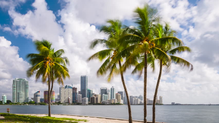 Video Of Palm Trees And Brickell Miami In The Background Stock Footage ...