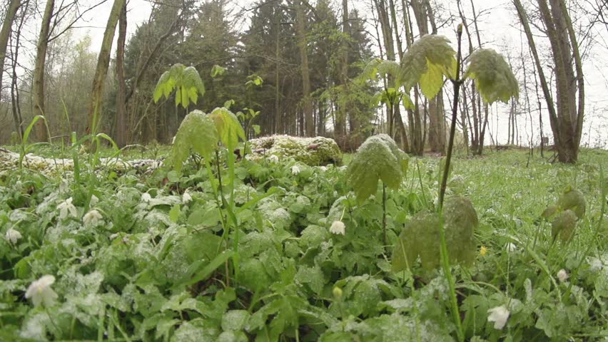 Header of windflower