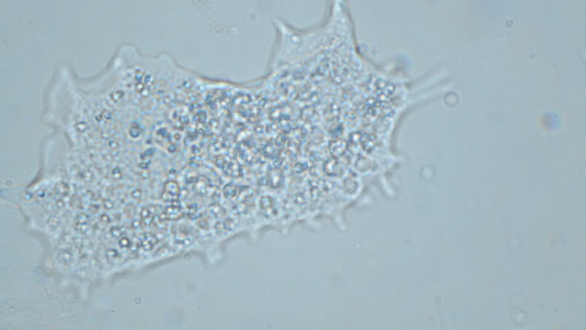 Header of Amoeba