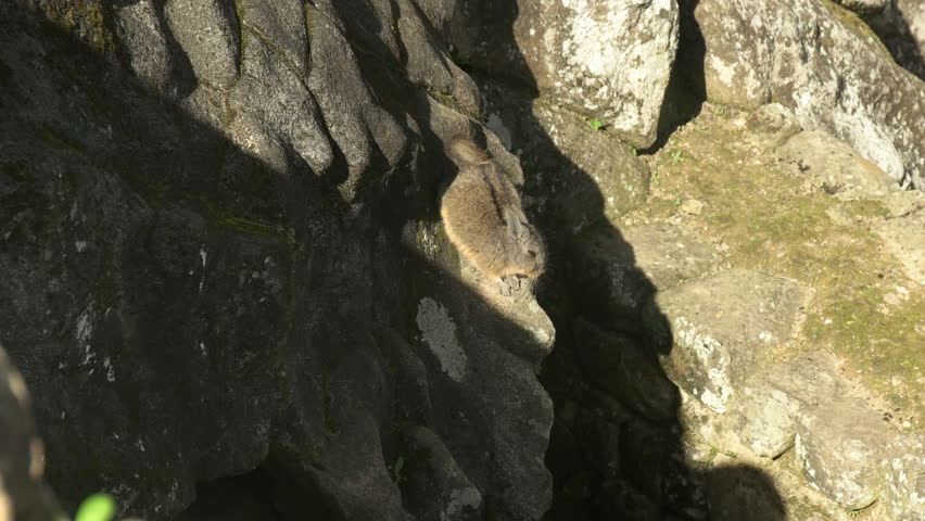 Header of viscacha