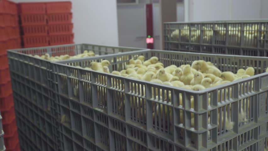 Header of hatchery