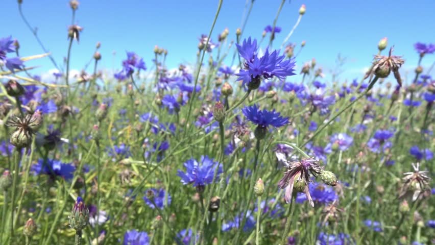 Header of cornflower