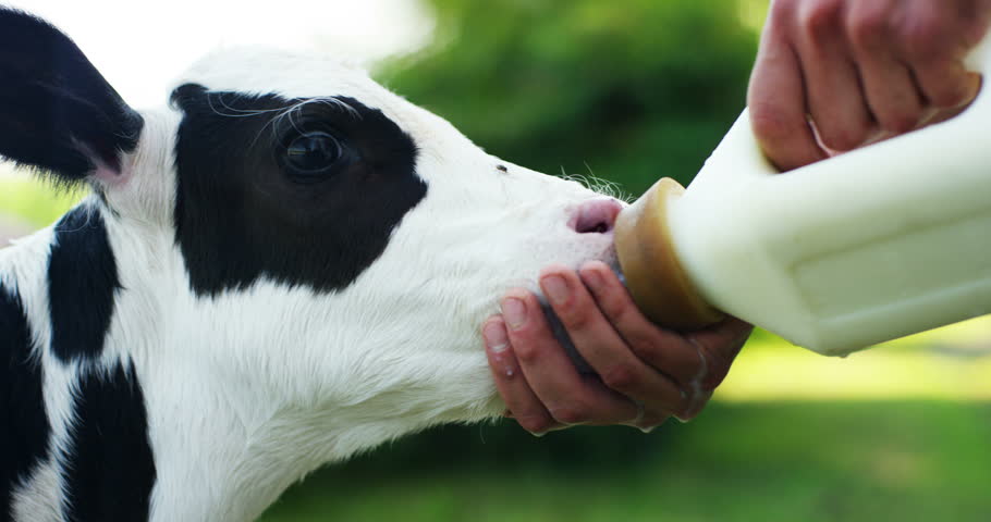 Calf Drinking Milk From Cow. Three Shots. High Definition Video. Stock ...