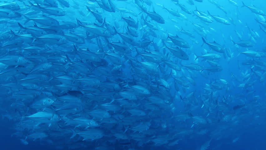 Clear Pool Water Wallpaper clear blue water animated wallpaper, swimming pool windy surface Clear Pool Water Wallpaper clear blue water animated wallpaper, swimming pool windy surface