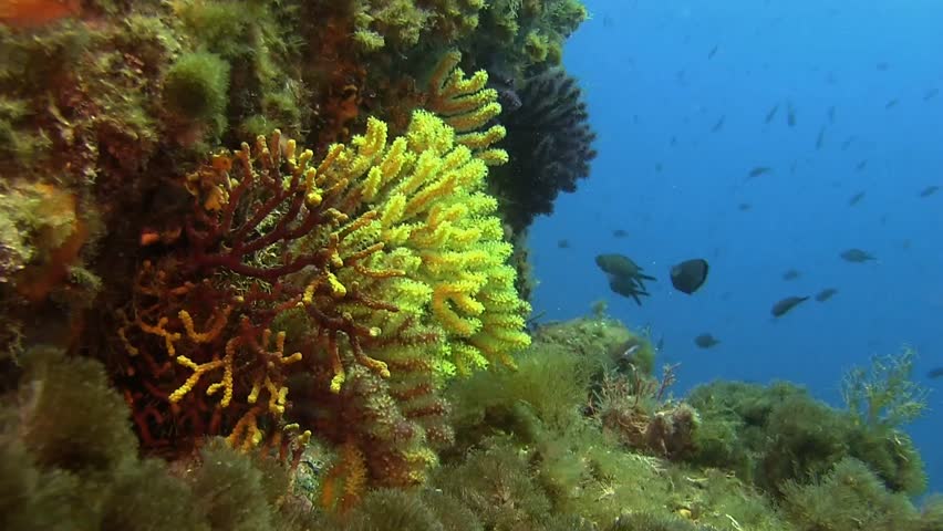 Costa Brava, Diving The Mediterranean Sea, Deep Water Reefs Violescent ...