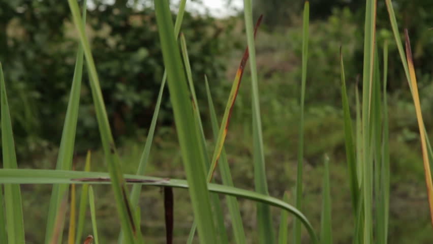 Header of marshy