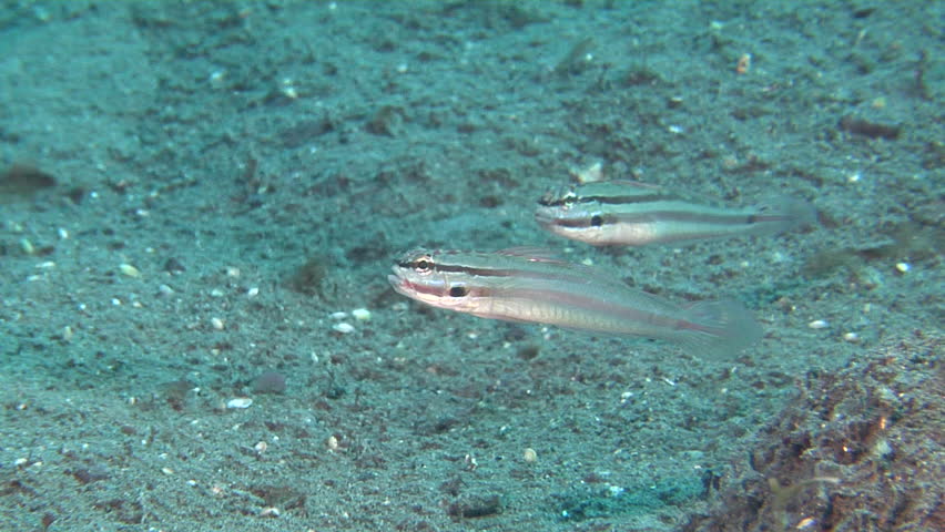 Header of Amblygobius