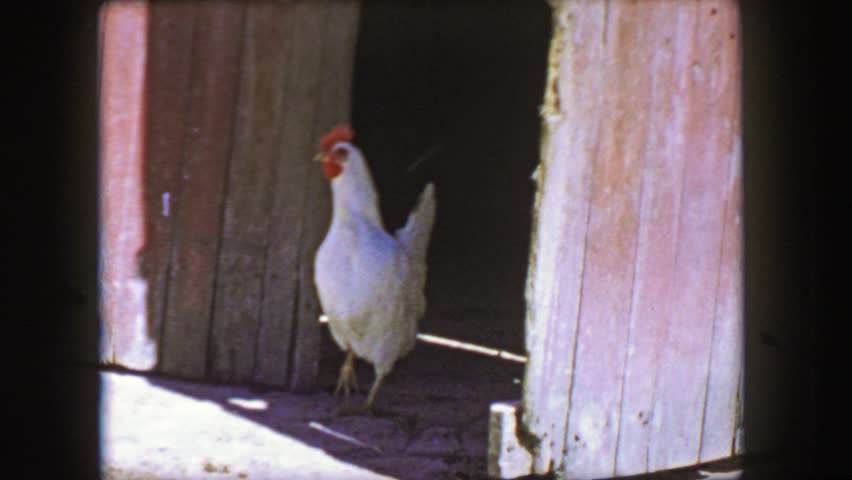 Glen New Hampshire 1957 Chicken Stock Footage Video 100 Royalty Free 18629792 Shutterstock