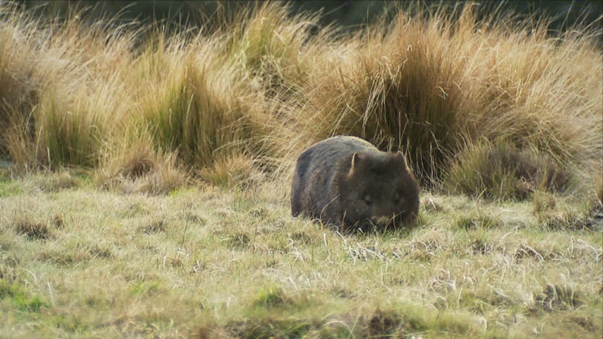 Header of marsupial