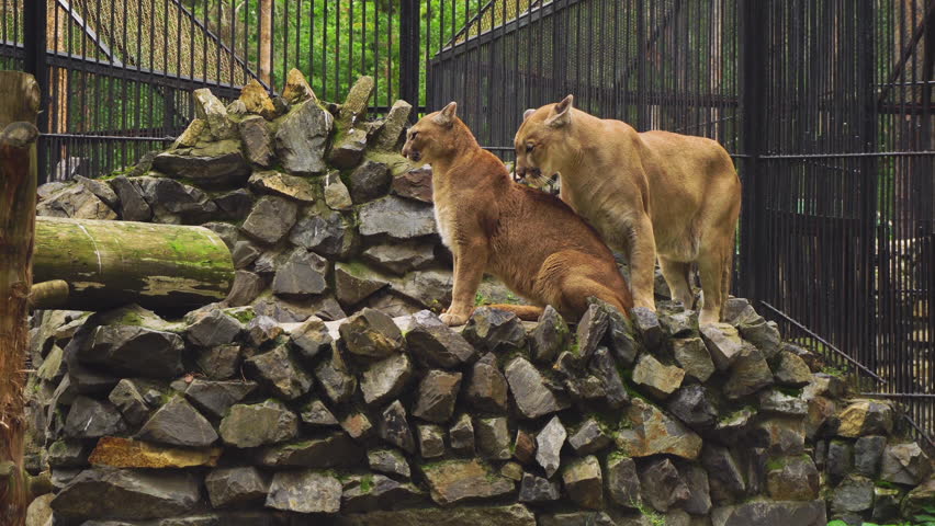 male puma