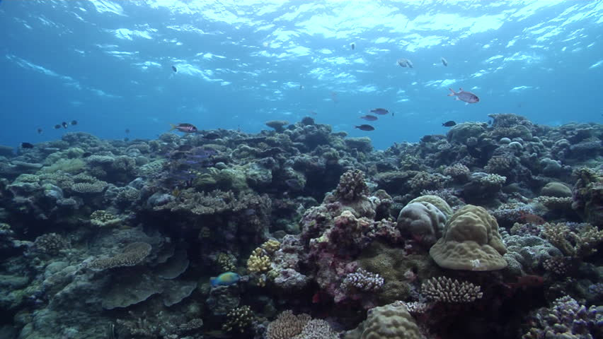 Coral Reef Underwater Marine Life On A Shallow Ocean Floor With ...