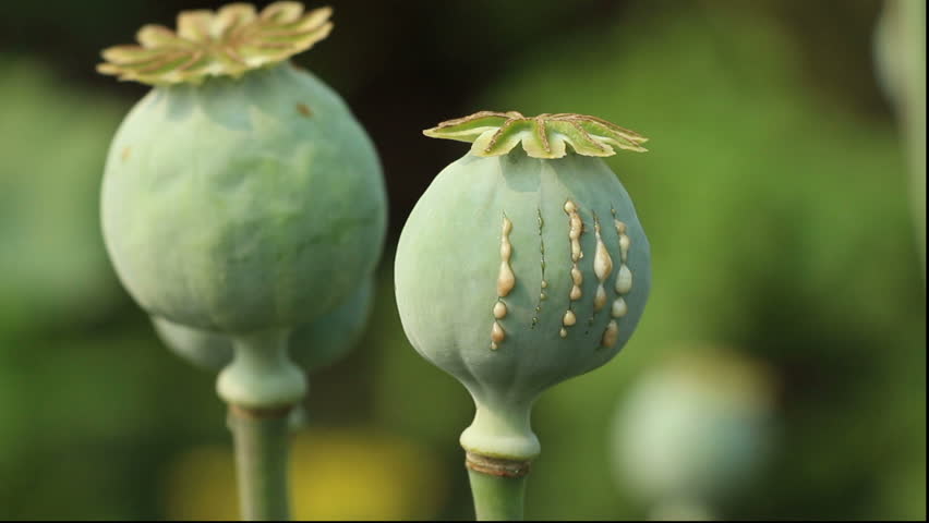 Papaver Poppy Seed Pod Close Stock Footage Video 100