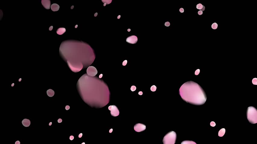 Sakura Blossom Petals Falling On The Black Background