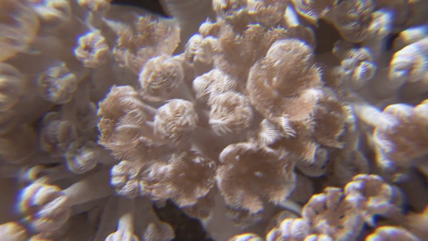Header of Rose Coral