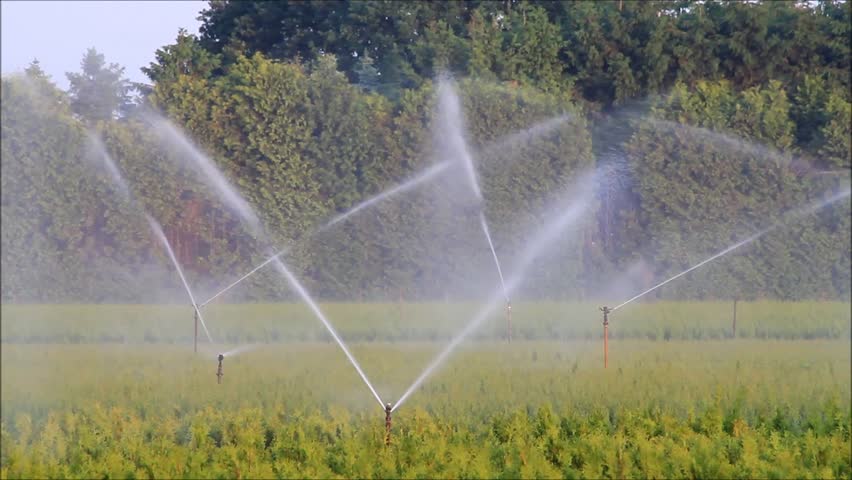 Agricultural Irrigation Sprinklers At Work On A Small Farm Field. Stock ...