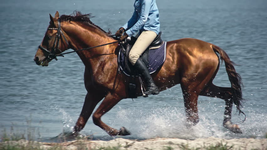 Header of bloodstock