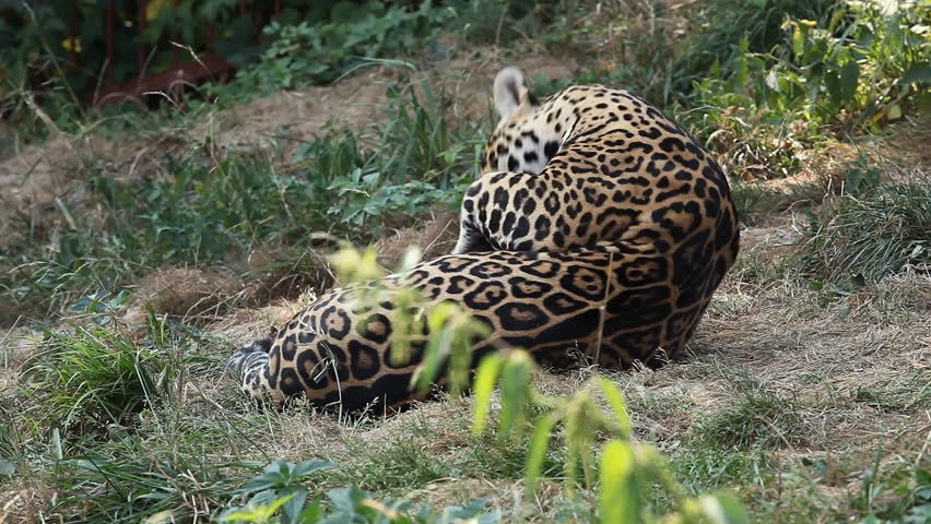 Jaguar (panthera Onca), Panther in Stock Footage Video (100% Royalty