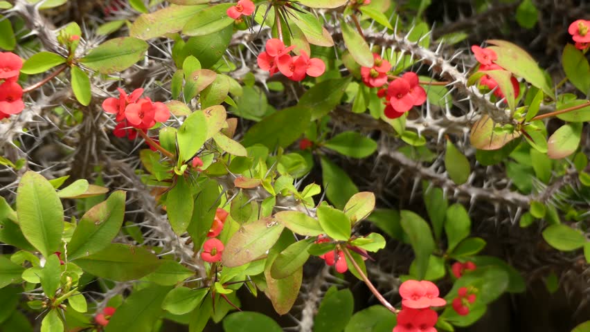 Plant Answers Crown Of Thorns Dreamland