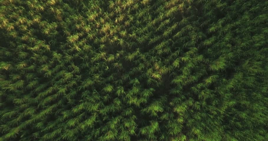 Header of cane