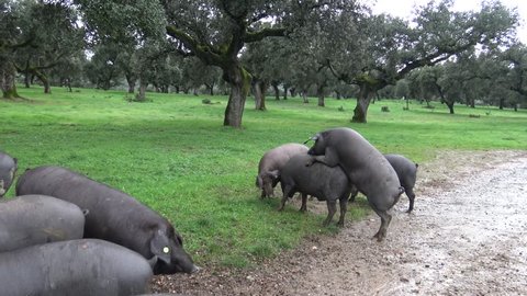 Pig have sex in Salvador