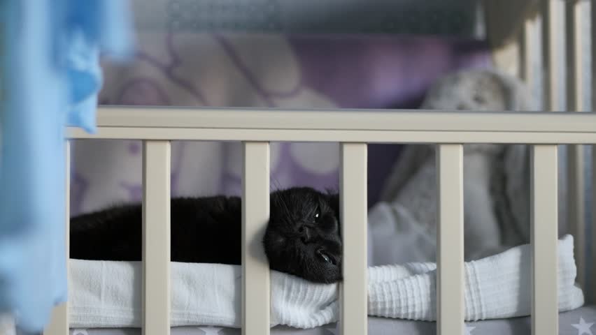 Black Cat In A Baby Crib Behind The Bed Railings