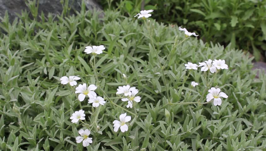 Header of cerastium