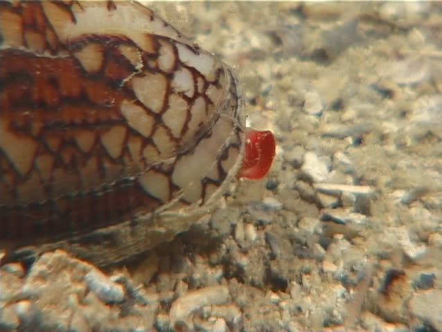 textile cone snail