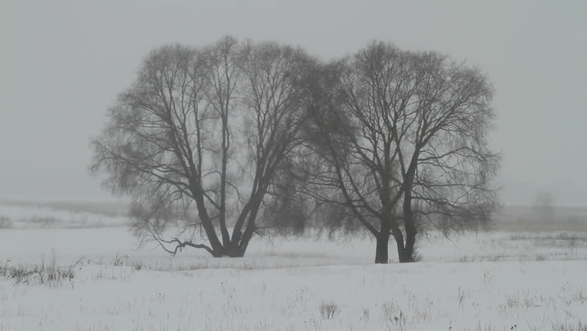 Snow Falling On Trees Snow Falling On Trees