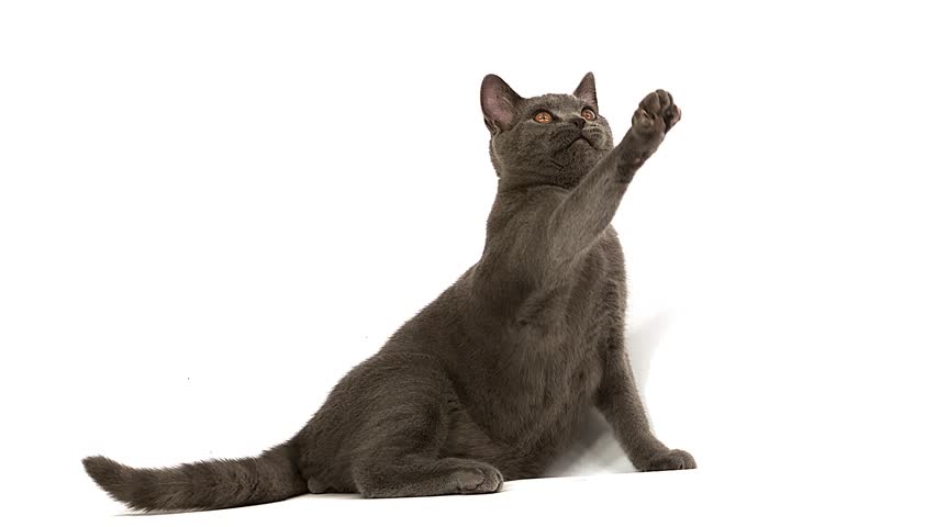 Certosino Gatto Intero Stock Video Footage 4k And Hd Video Clips