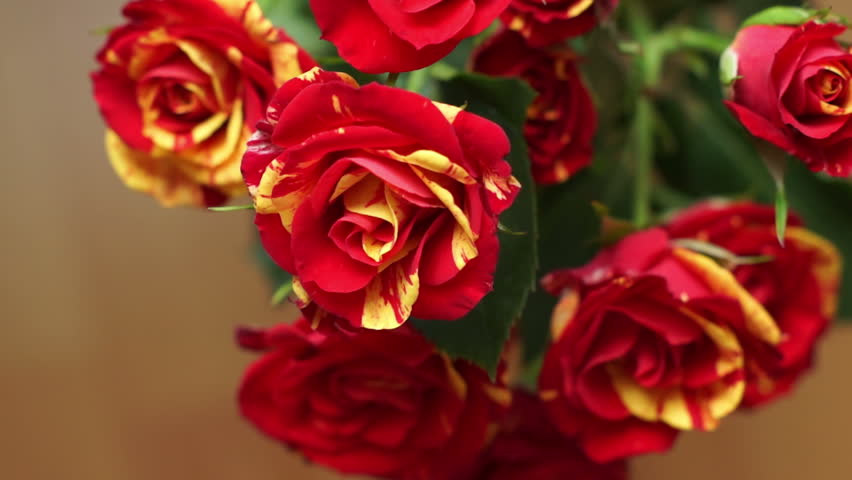Image result for beautiful red yellow roses