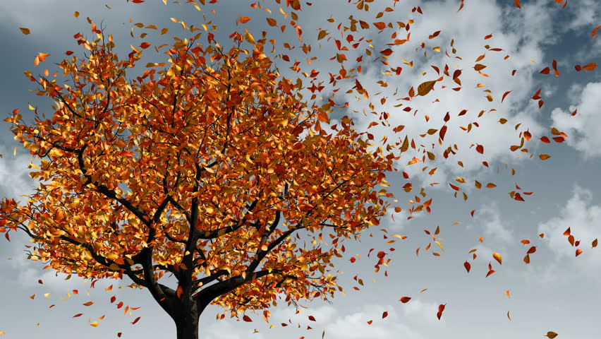 Leaves Falling Off Trees