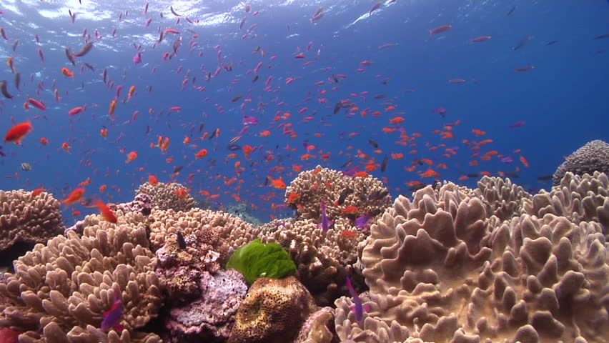 Bright Coral Reef Scene Stock Footage Video 4322321 | Shutterstock