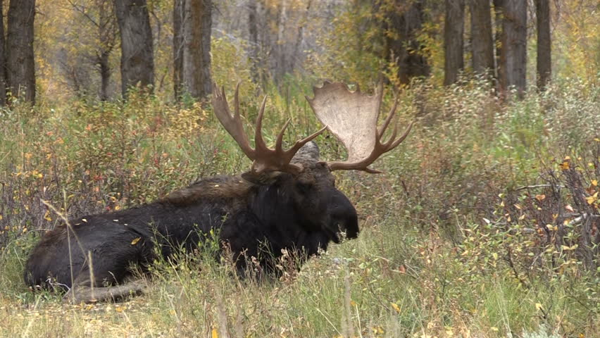 Bull Shiras Moose Bedded During Stock Footage Video (100% Royalty-free) 20027062 | Shutterstock