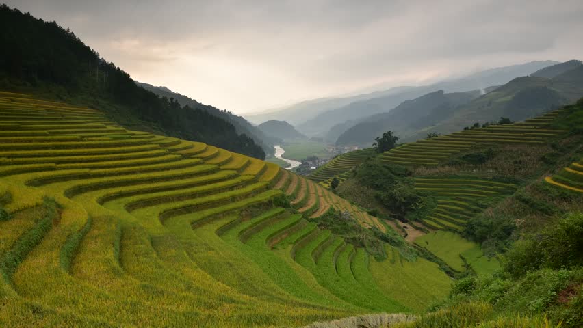 Carabao Stock Footage Video | Shutterstock