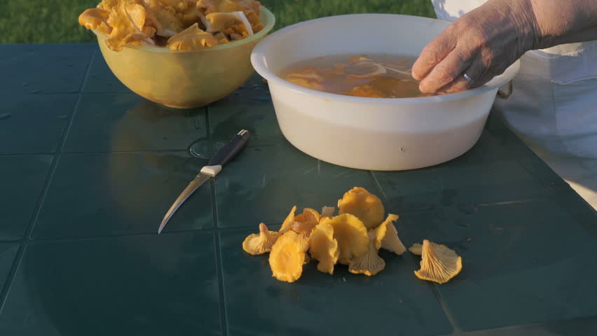 Как обрабатывать лисички перед жаркой. Лисички выпечка. Как обрабатывать лисички перед жаркой. Лисички сушеные. Как обрабатывать лисички перед жаркой.