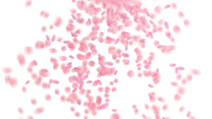 Falling Sakura Petals Cherry Blossoms Animation Stock Footage Video