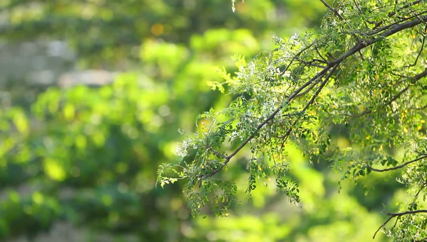 Olive Green Tree Growing In The Garden Natural Sunny Background Branch Of Leaves Moving By The Wind Hd Stock Footage Clip