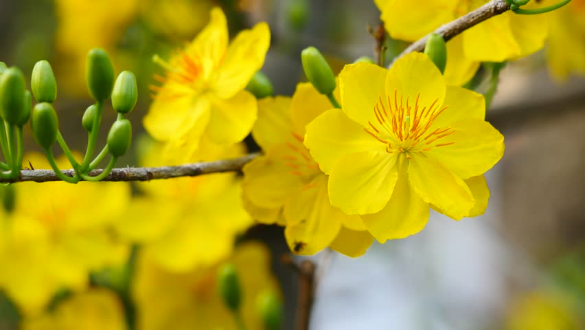 Yellow Apricot Flower Stock Footage Video | Shutterstock