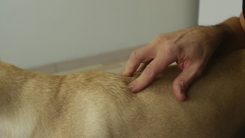 Header of osteopathy