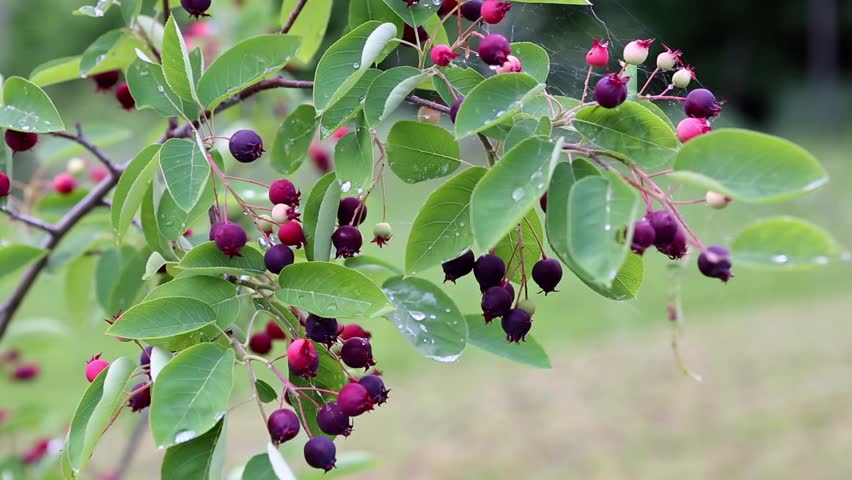 Header of Amelanchier canadensis