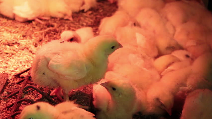 Header of brooder
