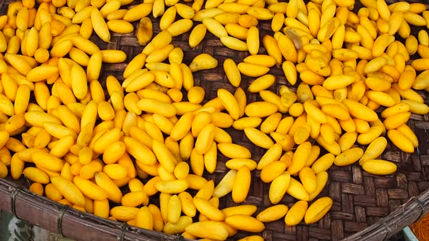 Header of sericulture