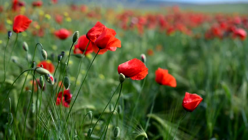 Huge Field Of Blossoming Poppies. Poppy Field.Field Of Blossoming ...